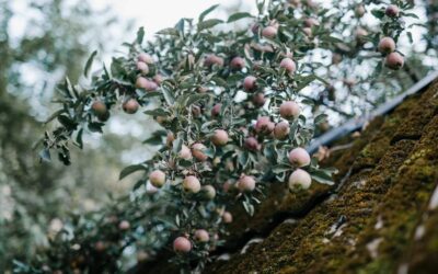 Does Pizza Hut Do Apple Pay